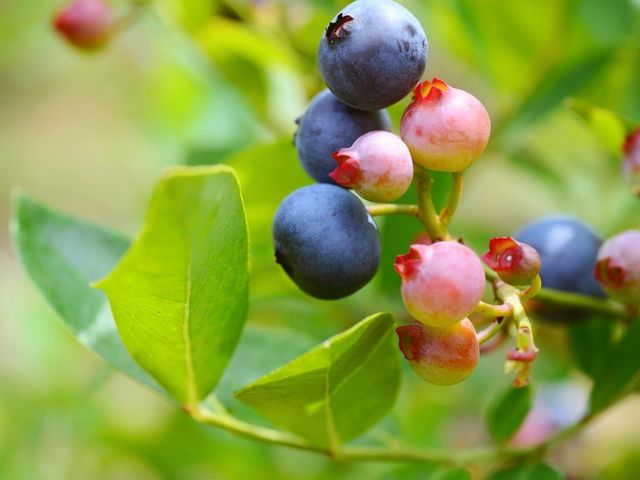 �u���[�x���[_���ꂢ��Ђ邸