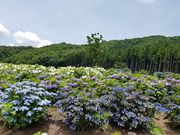 ���R����̃W���s�A�����h�Ђ炽�̓��e�ʐ^1