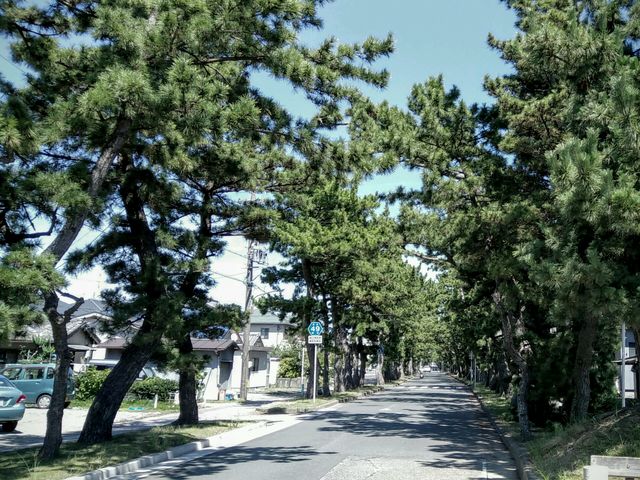 昔からの懐かしい松並木 – 往還松 並木 なぜ : 戸塚宿を過ぎ、道沿いに松が増えてきた – LCAW