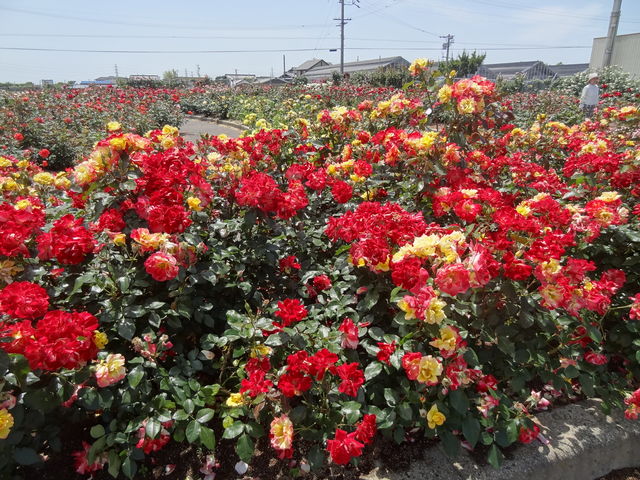 �J���t���ȃo�����炫�ւ�_�����s�e�̔_��