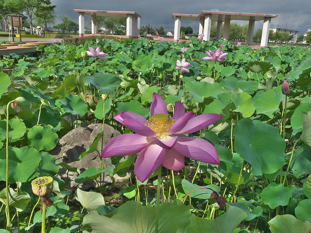 平池公園_平池公園