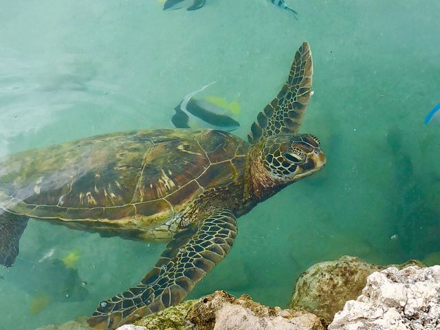 ��̓͂��Ƃ���ɃE�~�K�����I_���ƂԌ��C��