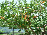 v[񂳂̂񂸂̗όق̓eʐ^1