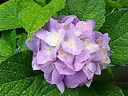 scott����̉ԔV�]�̋��̓��e�ʐ^1