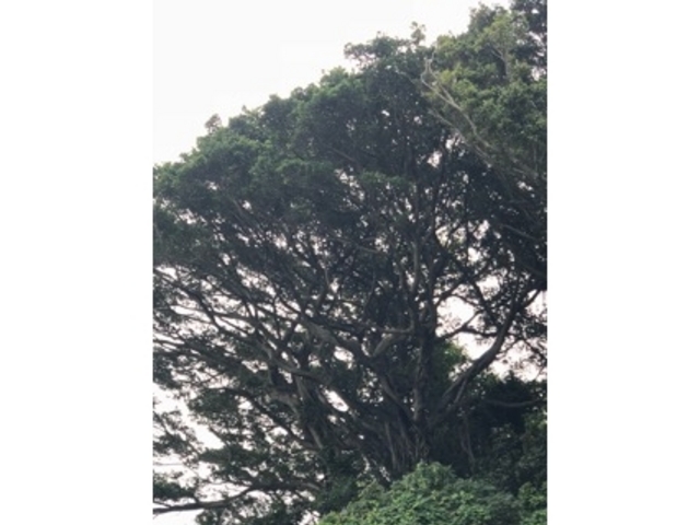 �ҁ[�̂���̗��R���񎩑R�����̓��e�ʐ^1