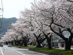 桜並木 前田さくら祭りの口コミ じゃらんnet