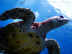 SApp̃AChbZ[Wւ̓eʐ^1