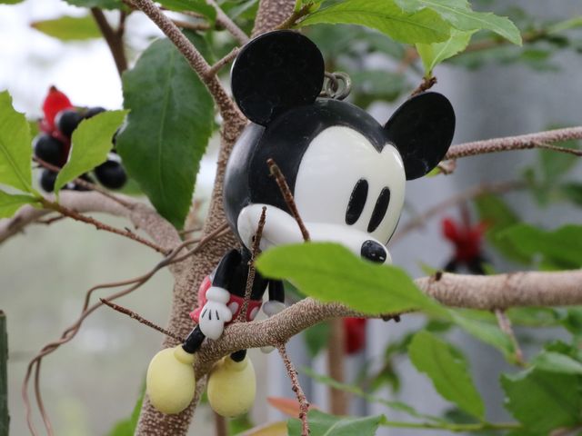 ミッキーマウスが小枝にまたがってます_生態系公園・観賞温室（秋田県農業研修センター）