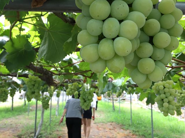 �����������I_���R�ʎ���&�J�t�F