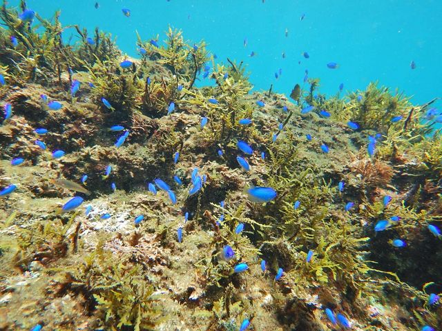 �ʐ^�������ő����Ă��炢�܂����I_���r�[�i�_�C�o�[�Y