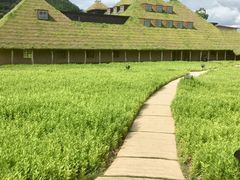 fR񂳂̃R[i ߍ]ւ̓eʐ^1