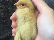 ̖̂És_ƃZ^[@delaӂ[ނ̓eʐ^1