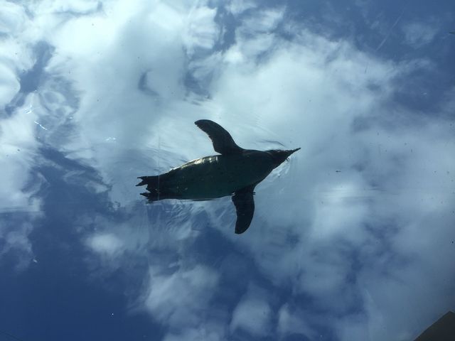 ���ԃy���M��_���R������