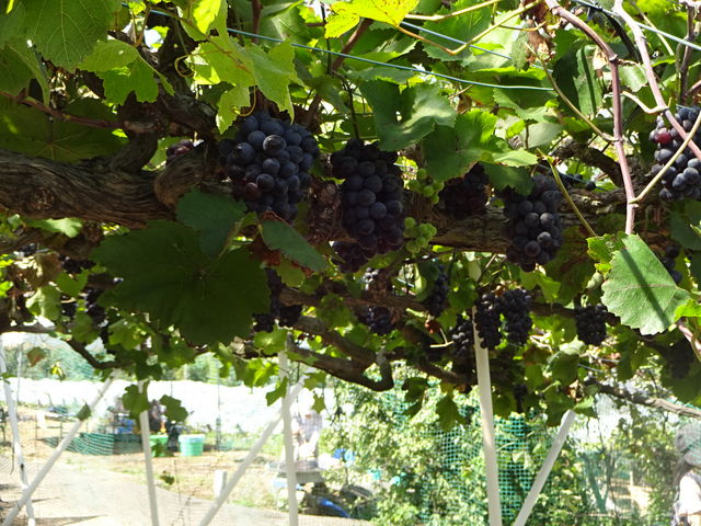 ÂĂ݂܂BςĂ܂B__oόԂǂ