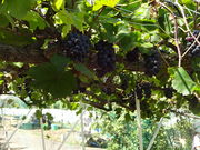 Ђ낳̐_oόԂǂ̓eʐ^2