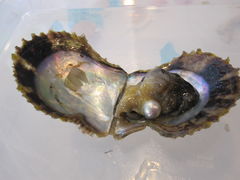 ҂҂낳̐^삾̌@a{^Xւ̓eʐ^1