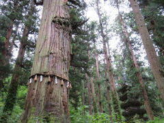 yosshyさんの羽黒山爺杉の投稿写真2