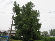 yosshy̏|̑C`E̓eʐ^1