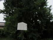 yosshy̏|̑C`E̓eʐ^2