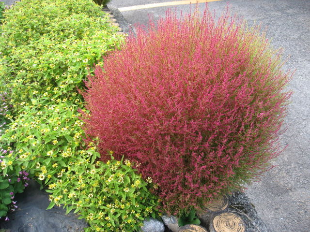 �\�ɂ������R�L�A_���̕�����