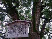 񂿂񂳂̑ɕ{V{̃qn`VmL̓eʐ^1