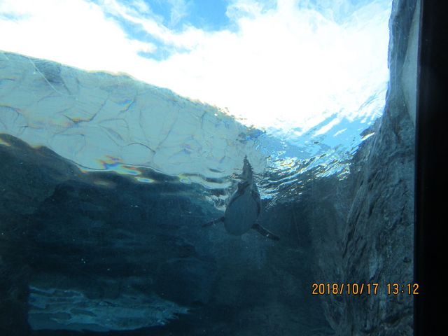 ���ԃy���M��_���R������