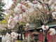 つねさんの塩釜神社（東京都東大和市）の投稿写真1
