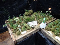 �}�C�a�n�n����̉������k���قւ̓��e�ʐ^1