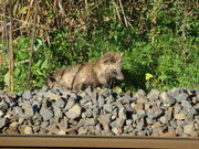 �Ԃ���񂳂�̉���Â̒����݂̓��e�ʐ^2