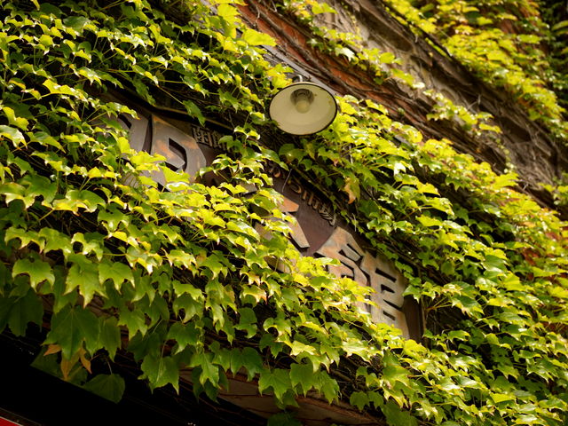 �s���������̓����K����̌����ɗt�����݂��Ă���A���g�������ڂł����B_�͂����Ė�����