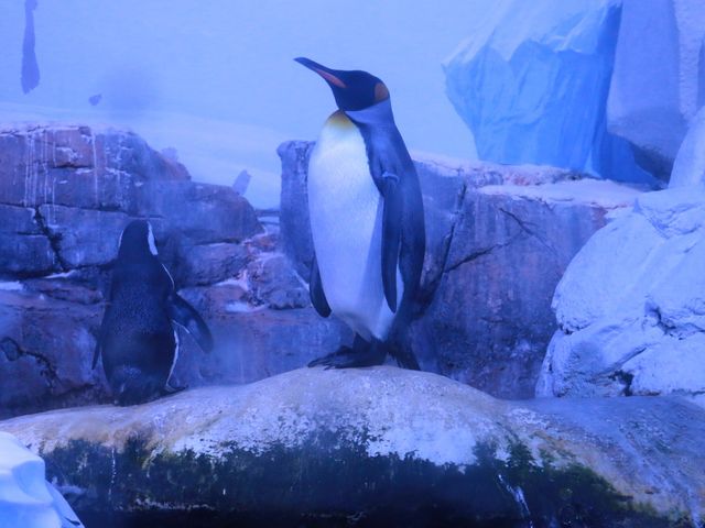 �y���M��_���l�E���i���V�[�p���_�C�X