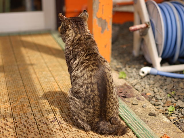 2�`3�N���ł����[���z���ɍs�����тɈႤ�L�����܂��B_�[���z��