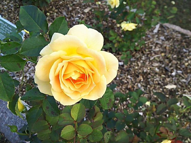 �K�N���̃o��_����݂�������o����