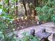 よねずさんのナギ樹林の投稿写真1