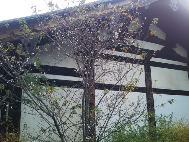 �������{�����̓~��_�������{��