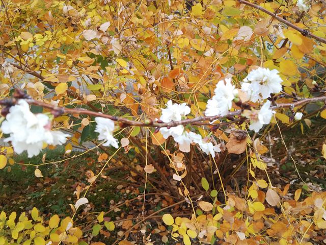 ���N�͑����J�Ԃ������ł��B��N��2�����Ƃ��I_�������{��