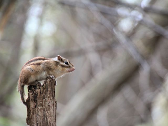 �쐶�̃V�}���X_�~�R����