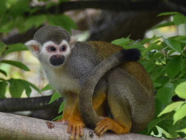 �����邵�����X�U��_�Ƃ��퓮����