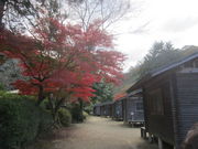 񂶂̔kJLvEsss̐X̓eʐ^1