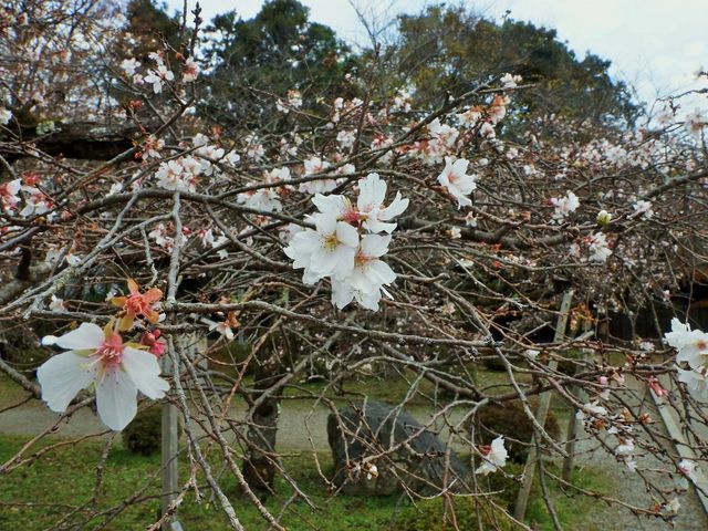 一年に二度咲く桜11月28日映像_玄宮園