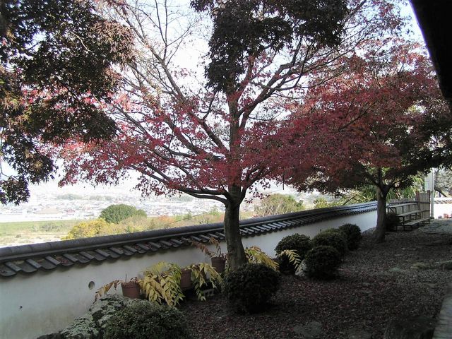 ����_�I�B���쎆�`���̌������فu���V���v