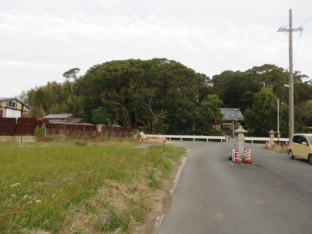 Ԃ񂳂̈ގu_Ђ̃zg̖؂̓eʐ^2