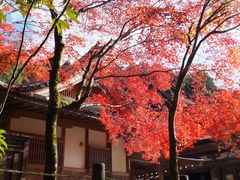 こぼらさんの西明寺の紅葉への投稿写真1