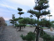 Ԃ񂳂̍r鏼n̓eʐ^1