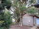 花ちゃんさんの阿奈志神社のホルトの木への投稿写真2