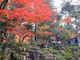 こぼらさんの西明寺の紅葉への投稿写真2