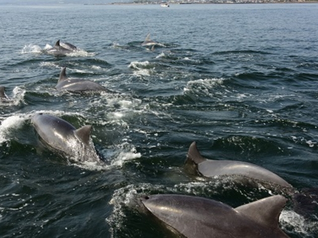 �D�̂��������C���J���j���ł����܂��I�I_�C���J�E�H�b�`���O�i���̉w �V���s�C���J�Z���^�[�j