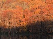 tXs[h̒Ӗ쒹̐X̓eʐ^1