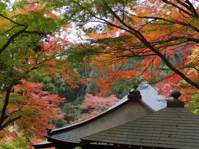 �{���E��t���E�ٓV���ƍg�t_�L���̂��݂��� ���厛