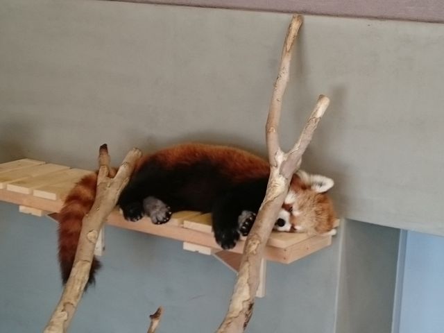 ���b�T�[�p���__����s���R������